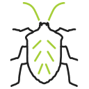 cimice