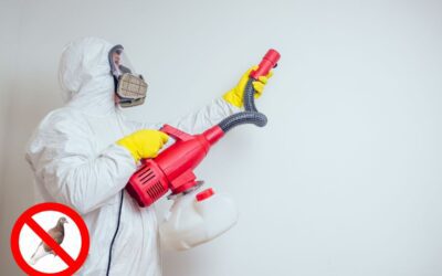 Disinfestazione volatili: soluzioni efficaci