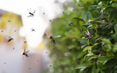 Disinfestazione zanzare, quando e come farla