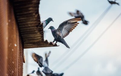 Allontanamento piccioni, soluzioni efficaci e professionali