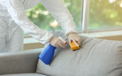 I 5 Insetti più Comuni in Casa e Come Eliminarli