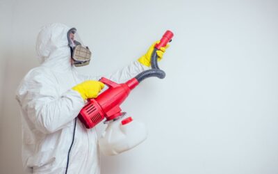 Disinfestazioni professionali, la tua casa più sicura