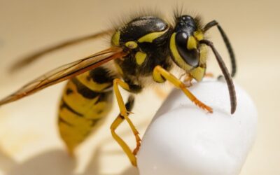 Disinfestazione Vespe e Calabroni: Soluzioni Sicure ed Efficaci